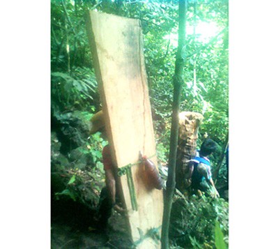 A log from a Sua tree chopped down in Phong Nha-Ke Bang National Park (Source: SGGP)